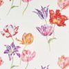 Tulipomania 216666
